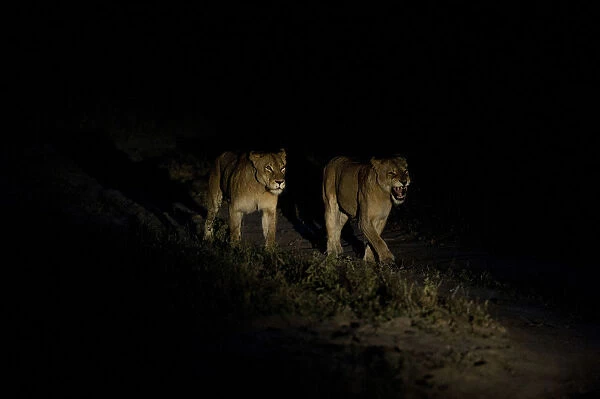 Two Lionesses -Panthera leo-, adult, at night, South Africa