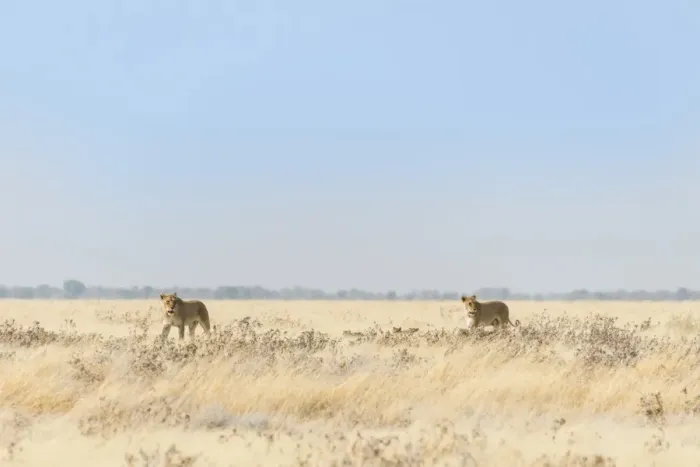 Framed Print : Lionesses -Panthera leo- with cubs walking through steppe, Etosha National Park, Namibia Framed Print : Lionesses -Panthera leo- with cubs walking through steppe, Etosha National Park, Namibia
