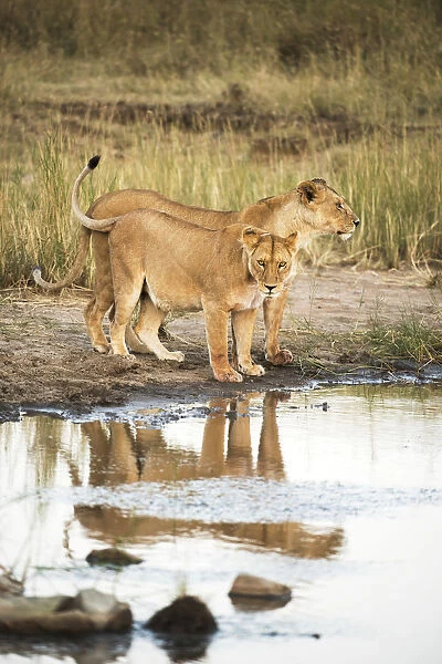 Two lionesses (Panthera leo) reflected in pool, Serengeti National Park
