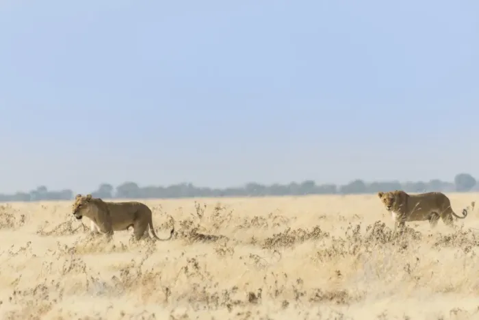 Framed Print : Lionesses -Panthera leo- walking through steppe, Etosha National Park, Namibia