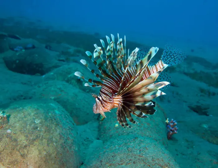 Framed Print : Lionfish. Andrey Narchuk Photography, 183616853 Framed Print : Lionfish. Andrey Narchuk Photography, 183616853