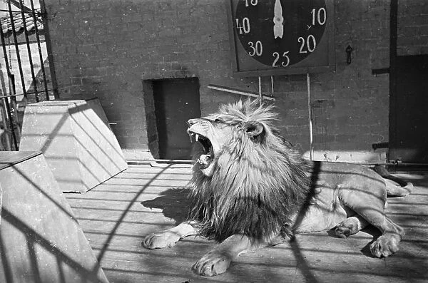 Lions Den. 1939: Habiba, a ten year old lion at Chessington Zoo in Surrey