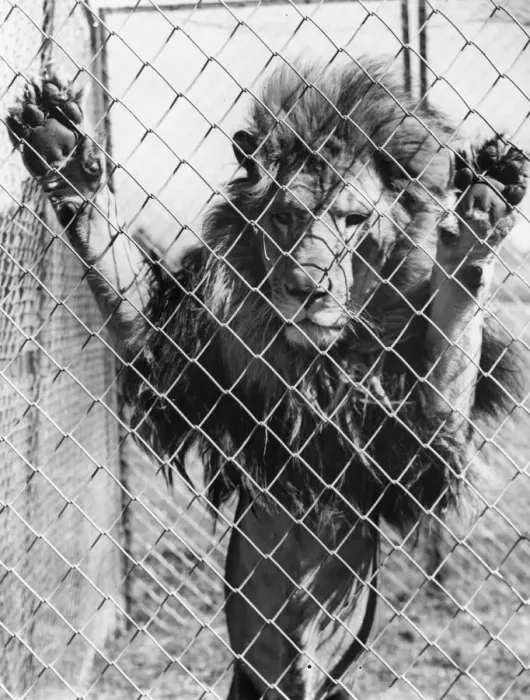 Framed Print : Lions Den. 13th September 1938: The lion at Chessington Zoo, Surrey Framed Print : Lions Den. 13th September 1938: The lion at Chessington Zoo, Surrey