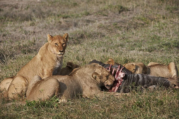 lions feeding on prey