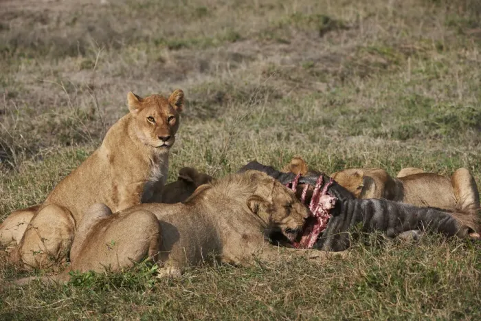 Framed Print : lions feeding on prey