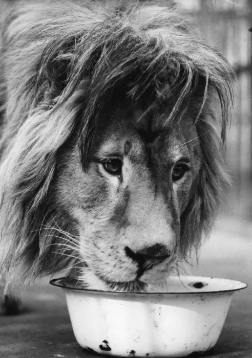 Framed Print : Lions Lunch Framed Print : Lions Lunch