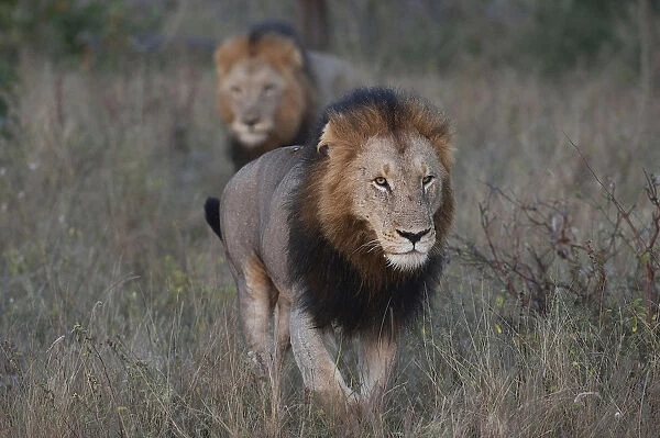 Two Lions -Panthera leo-, adult, South Africa