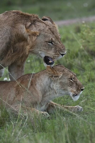 Lions -Panthera leo-, couple mating, Msai Mara, Kenya
