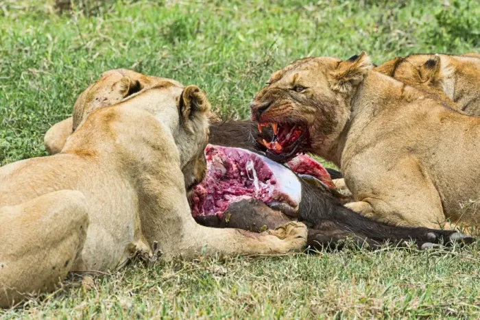 Framed Print : Lions -Panthera leo- feeding on the hunted prey, Ngorongoro Crater, Tanzania Framed Print : Lions -Panthera leo- feeding on the hunted prey, Ngorongoro Crater, Tanzania