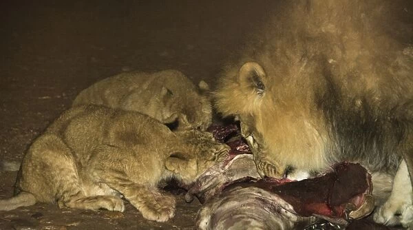 Lions -Panthera leo- feeding, Namibia