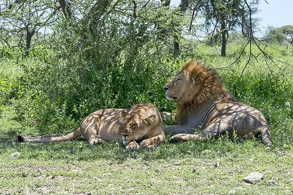 Lions -Panthera leo-, male and female resting in the shade, Ndutu, Tanzania