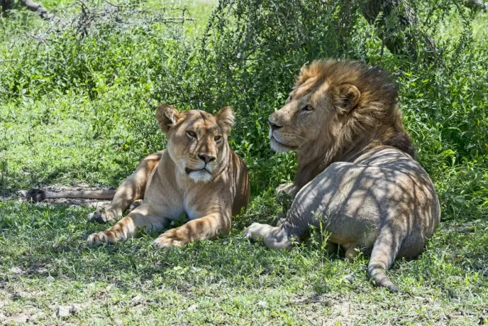 Framed Print : Lions -Panthera leo-, male and female resting in the shade, Ndutu, Tanzania Framed Print : Lions -Panthera leo-, male and female resting in the shade, Ndutu, Tanzania