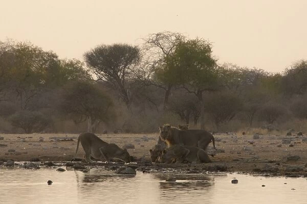 Lions -Panthera leo-, pride of lions drinking at the watering hole, Klein Namutoni waterhole, Etosha National Park, Namibia