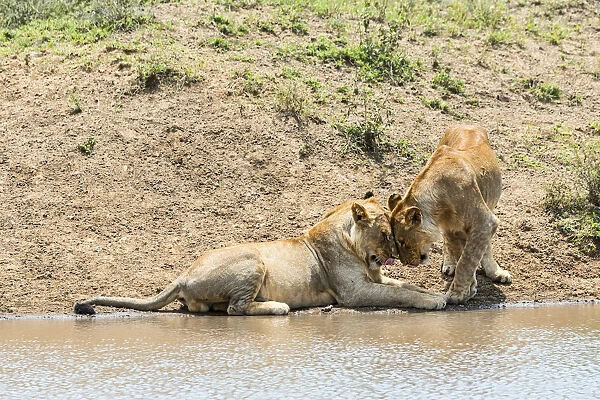 Two Lions -Panthera leo- at the water, Serengeti, Tanzania