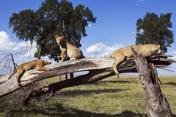 Lions resting on a fallen tree