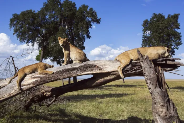 Framed Print : Lions resting on a fallen tree