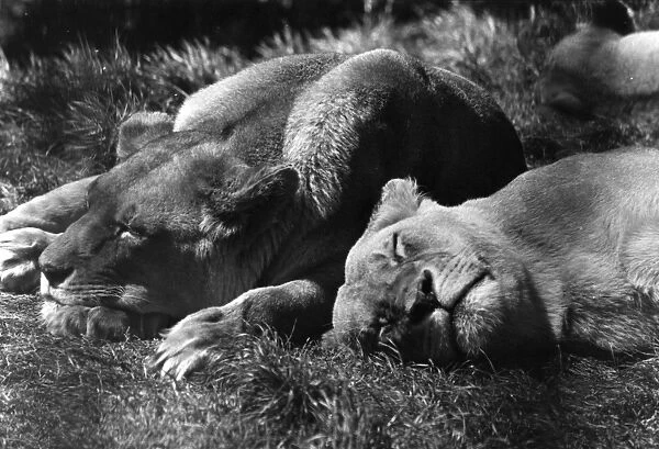 Lions Sleep Today
