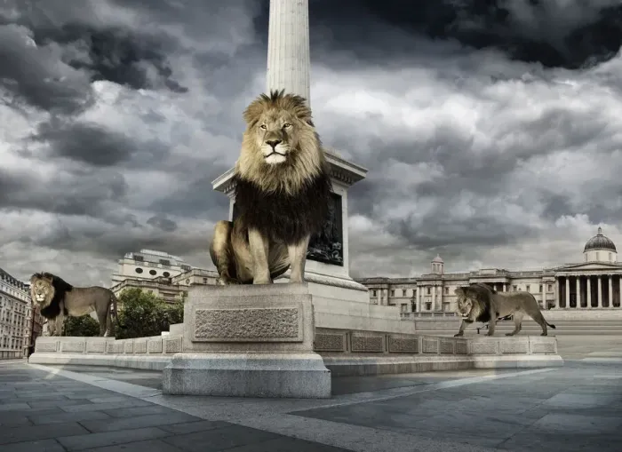 Framed Print : Lions in trafalgar square Framed Print : Lions in trafalgar square