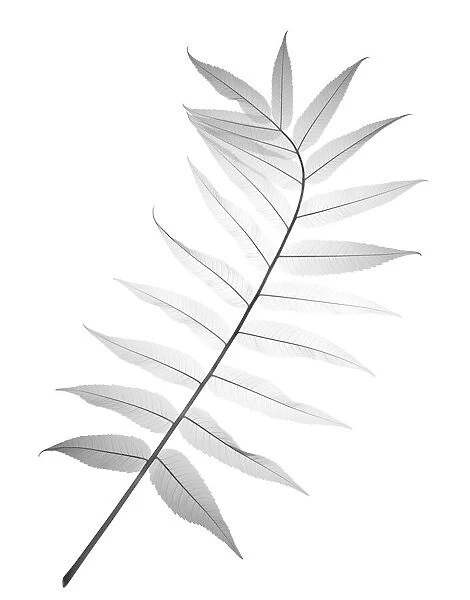Liquorice (Glycyrrhiza glabra), X-ray
