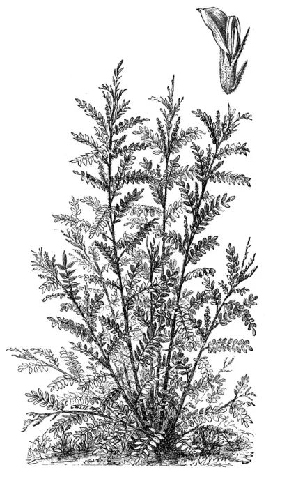 Framed Print : Liquorice or licorice (Glycyrrhiza glabra) Framed Print : Liquorice or licorice (Glycyrrhiza glabra)