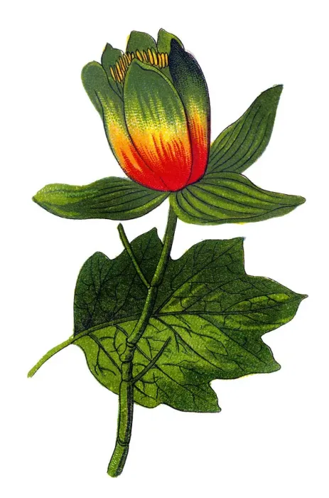 Framed Print : Liriodendron tulipiferaa'known as the tulip tree, American tulip tree, tulipwood, tuliptree, tulip poplar, whitewood, fiddletree, and yellow-poplar Framed Print : Liriodendron tulipiferaa'known as the tulip tree, American tulip tree, tulipwood, tuliptree, tulip poplar, whitewood, fiddletree, and yellow-poplar