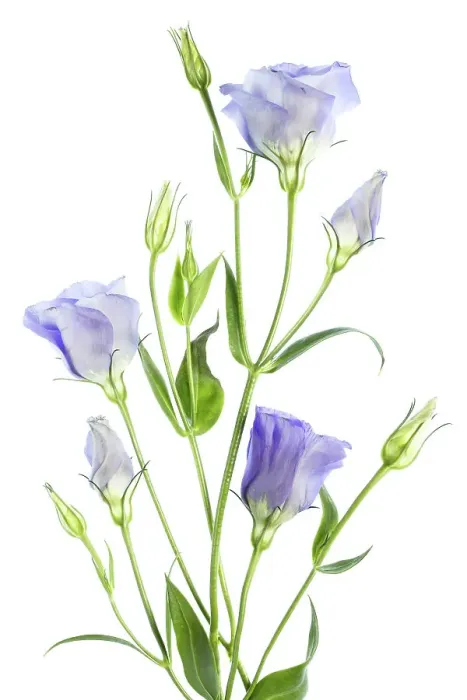 Framed Print : Lisianthus Framed Print : Lisianthus