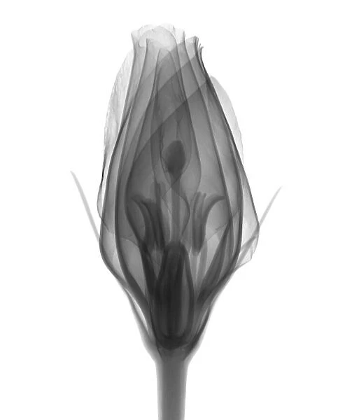 Lisianthus head, X-ray