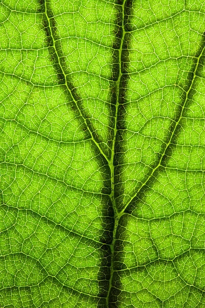 Back Lit Green Leaf at High Resolution Showing Extreme Detail