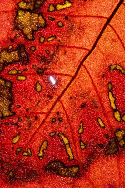 https://www.fineartstorehouse.com/p/629/lit-leaf-high-resolution-showing-extreme-18071069.jpg.webp