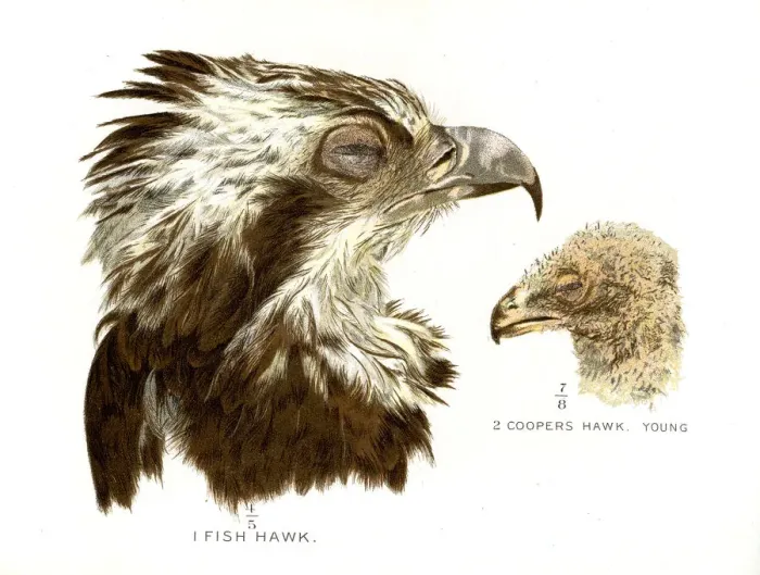 Framed Print : lithograph 1897 Framed Print : lithograph 1897