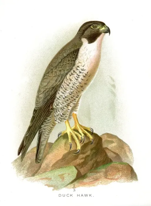 Framed Print : lithograph 1897