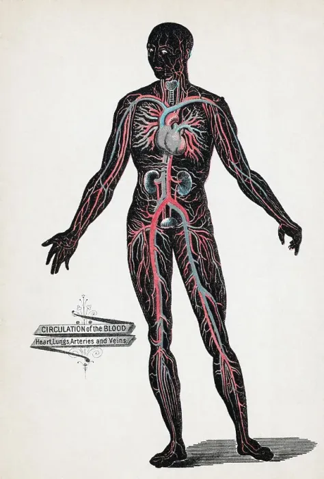 Framed Print : Lithograph of the Circulation Of Blood Framed Print : Lithograph of the Circulation Of Blood