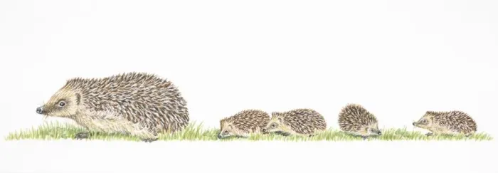 Framed Print : Litter of four baby hedgehogs following mother Framed Print : Litter of four baby hedgehogs following mother