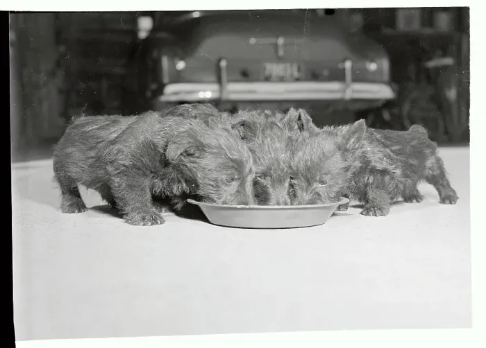 Framed Print : Litter of Scottie Pups Eating at Food Dish Framed Print : Litter of Scottie Pups Eating at Food Dish