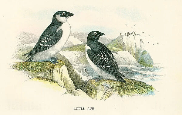 Little Auk birds from Great Britain 1897
