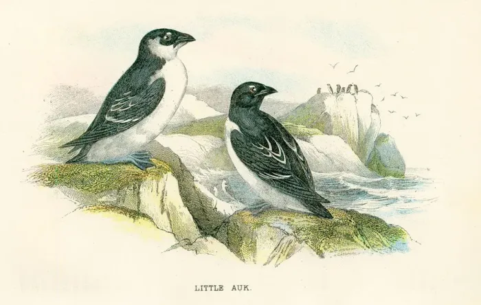 Framed Print : Little Auk birds from Great Britain 1897