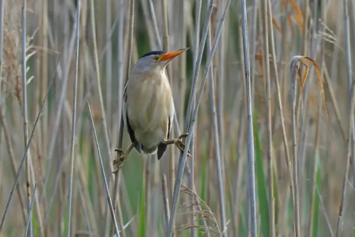 Framed Print : Little Bittern -Ixobrychus minutus-, male in the reeds, Lake Kuhnau, Dessau-Rosslau, Saxony-Anhalt, Germany Framed Print : Little Bittern -Ixobrychus minutus-, male in the reeds, Lake Kuhnau, Dessau-Rosslau, Saxony-Anhalt, Germany