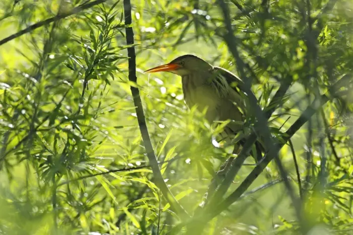 Framed Print : Little Bittern -Ixobrychus minutus-, male in the backlight in a willow, Saxony-Anhalt, Germany Framed Print : Little Bittern -Ixobrychus minutus-, male in the backlight in a willow, Saxony-Anhalt, Germany