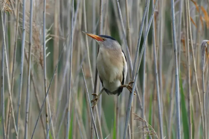 Framed Print : Little Bittern -Ixobrychus minutus-, male in the reeds, Lake Kuhnau, Dessau-Rosslau, Saxony-Anhalt, Germany Framed Print : Little Bittern -Ixobrychus minutus-, male in the reeds, Lake Kuhnau, Dessau-Rosslau, Saxony-Anhalt, Germany
