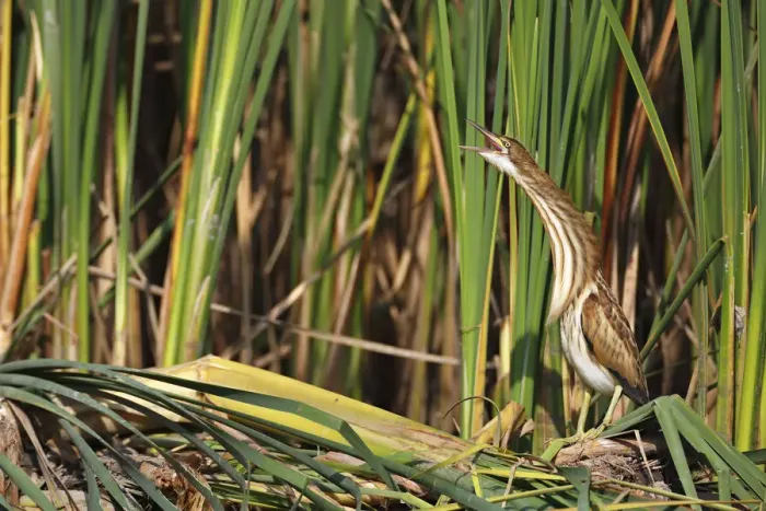Framed Print : Little Bittern -Ixobrychus minutus-, juvenile bird regurgitating at the reed edge, Kuhnauer See lake, Dessau-Rosslau, Saxony-Anhalt, Germany Framed Print : Little Bittern -Ixobrychus minutus-, juvenile bird regurgitating at the reed edge, Kuhnauer See lake, Dessau-Rosslau, Saxony-Anhalt, Germany