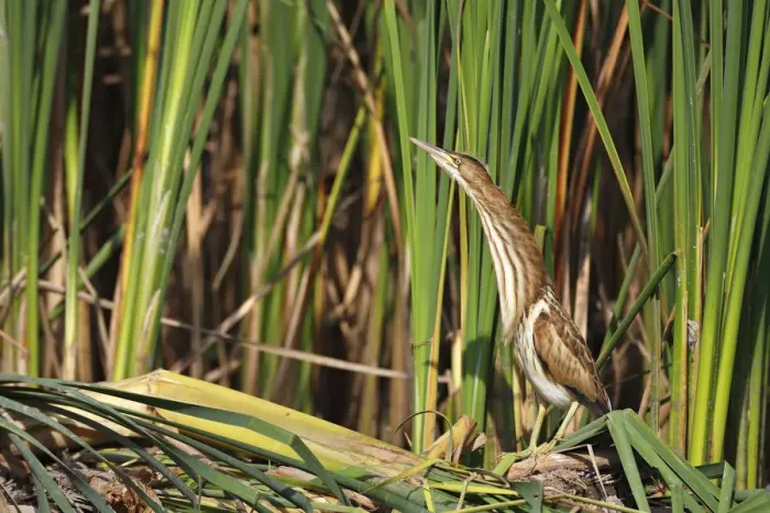 Framed Print : Little Bittern -Ixobrychus minutus-, juvenile bird in its habitat at the reed edge, Kuhnauer See lake, Dessau-Rosslau, Saxony-Anhalt, Germany Framed Print : Little Bittern -Ixobrychus minutus-, juvenile bird in its habitat at the reed edge, Kuhnauer See lake, Dessau-Rosslau, Saxony-Anhalt, Germany