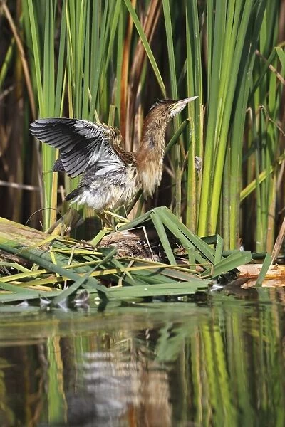 Little Bittern -Ixobrychus minutus-, juvenile bird in threatening posture at the reed edge, Kuhnauer See lake, Dessau-Rosslau, Saxony-Anhalt, Germany