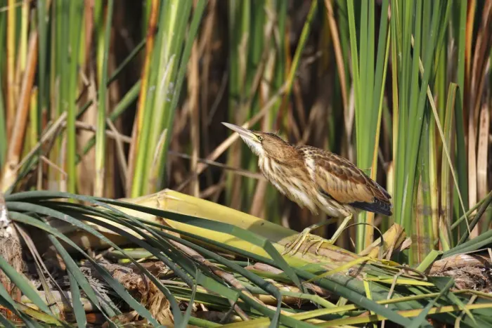 Framed Print : Little Bittern -Ixobrychus minutus-, young bird, Lake Kuhnau, Dessau-Rosslau, Saxony-Anhalt, Germany Framed Print : Little Bittern -Ixobrychus minutus-, young bird, Lake Kuhnau, Dessau-Rosslau, Saxony-Anhalt, Germany