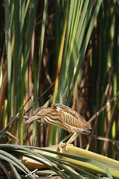 Little Bittern -Ixobrychus minutus-, young bird hunting for insects, Lake Kuhnau, Dessau-Rosslau, Saxony-Anhalt, Germany