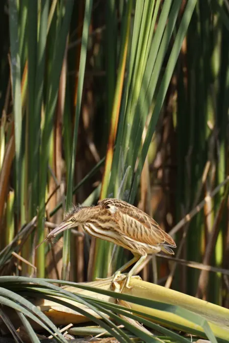Framed Print : Little Bittern -Ixobrychus minutus-, young bird hunting for insects, Lake Kuhnau, Dessau-Rosslau, Saxony-Anhalt, Germany