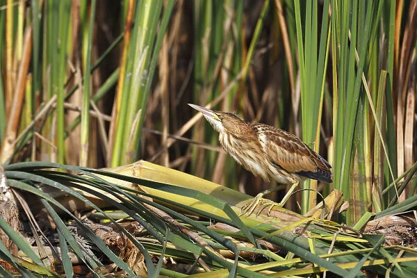 Little Bittern -Ixobrychus minutus-, young bird, Lake Kuhnau, Dessau-Rosslau, Saxony-Anhalt, Germany