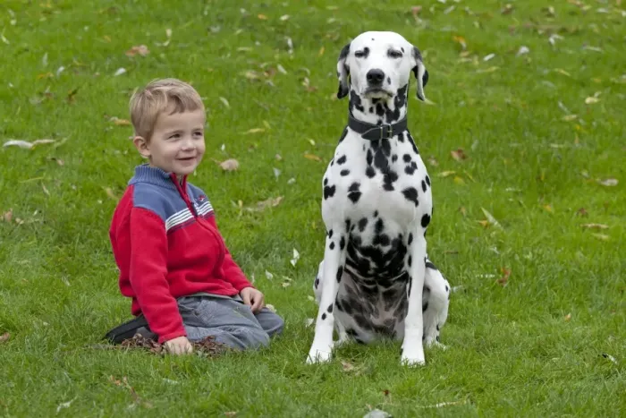 Framed Print : Little boy with Dalmatian Framed Print : Little boy with Dalmatian