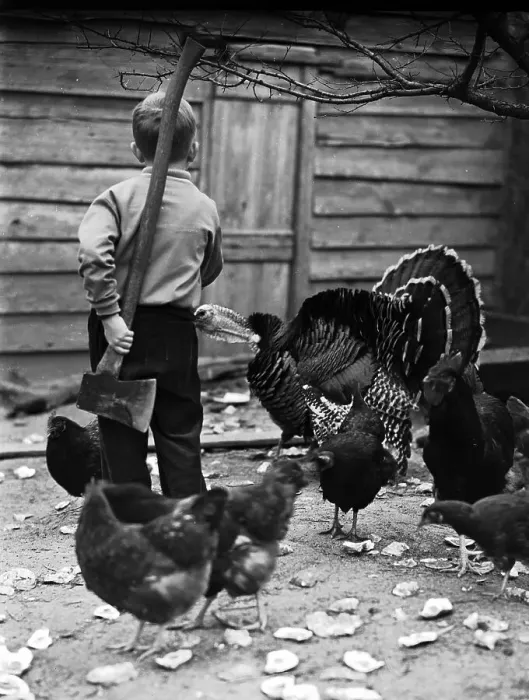 Framed Print : Little Boy Looking for Thanksgiving Turkey