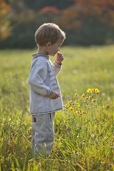 Little boy in a meadow