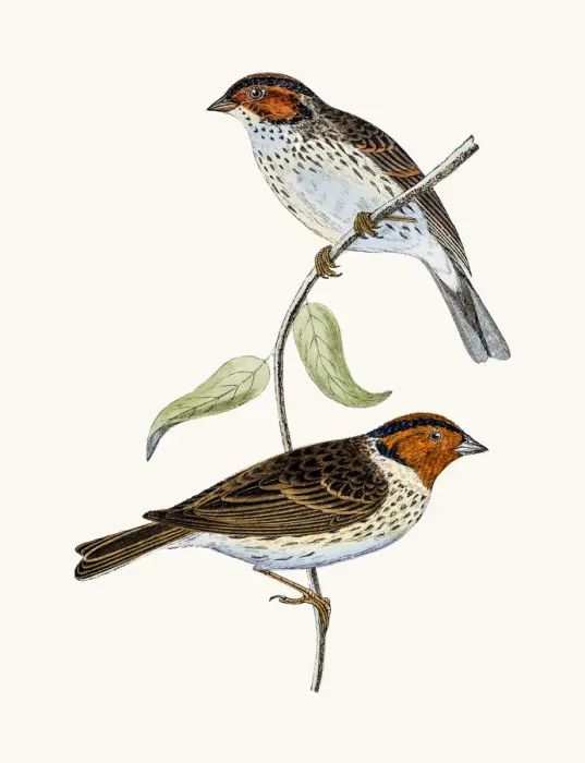Framed Print : Little Bunting bird Framed Print : Little Bunting bird